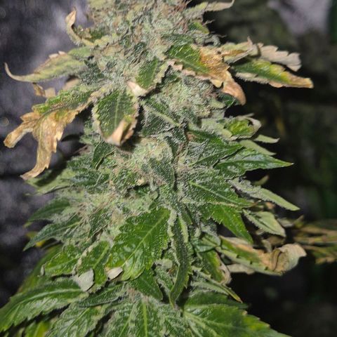 💚Bubba kush 🦝 (56-63 BT) growlog timeline photo
