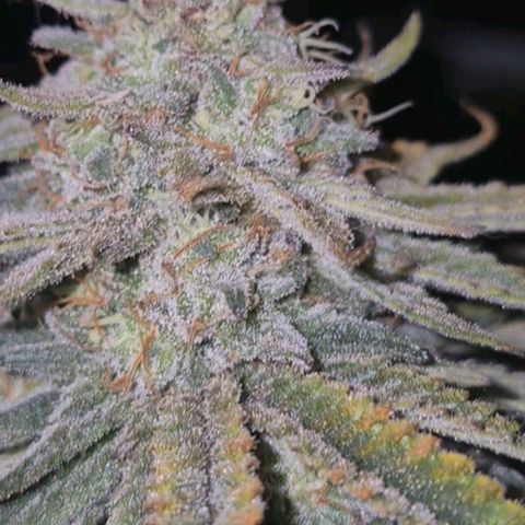 Mimosa evo stecki  🍊🍋🍍 (65-70bt) growlog timeline photo