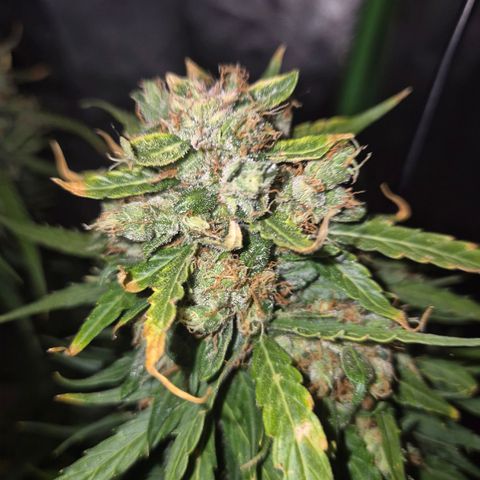 💚CHOCOLOPE 🍫 ☕️auto (56-63 BT) growlog timeline photo