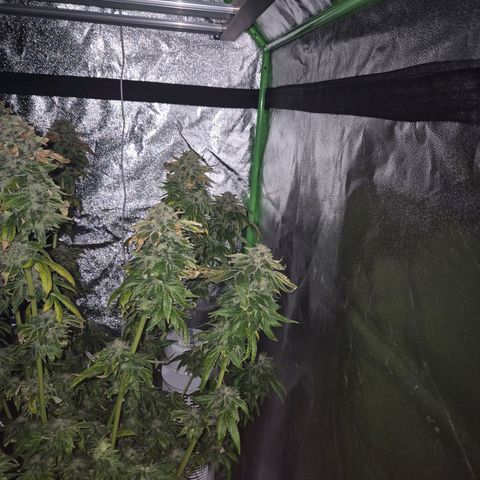 💚Bubba kush 🦝 (56-63 BT) growlog timeline photo