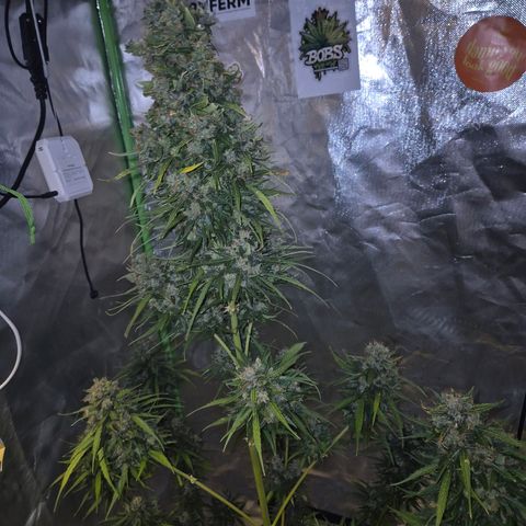 💚CHOCOLOPE 🍫 ☕️auto (56-63 BT) growlog timeline photo