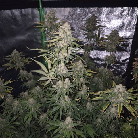 Tangerine dream 🌴 (60-65bt)  growlog timeline photo