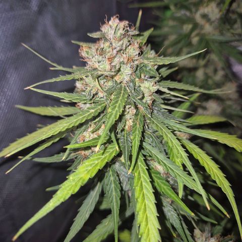💚CHOCOLOPE 🍫 ☕️auto (56-63 BT) growlog timeline photo