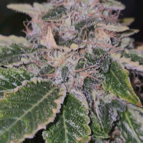 💚Bubba kush 🦝 (56-63 BT) growlog timeline photo