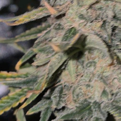 Tangerine dream 🌴 (60-65bt)  growlog timeline photo