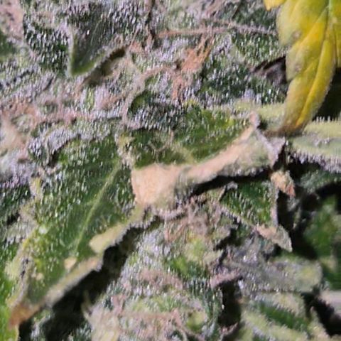 💚Bubba kush 🦝 (56-63 BT) growlog timeline photo