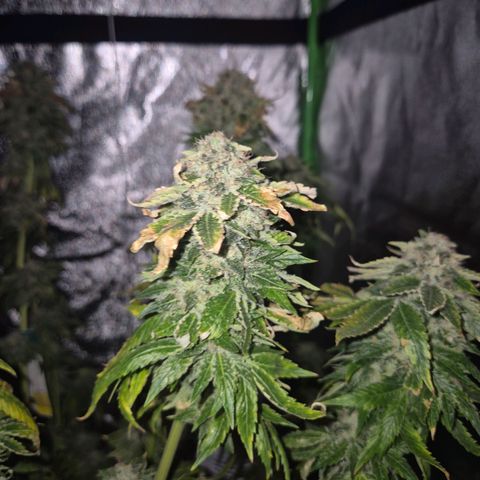 💚Bubba kush 🦝 (56-63 BT) growlog timeline photo