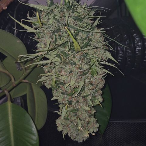 💚CHOCOLOPE 🍫 ☕️auto (56-63 BT) growlog timeline photo
