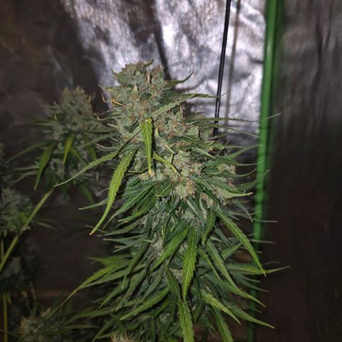 💚CHOCOLOPE 🍫 ☕️auto (56-63 BT) growlog timeline photo