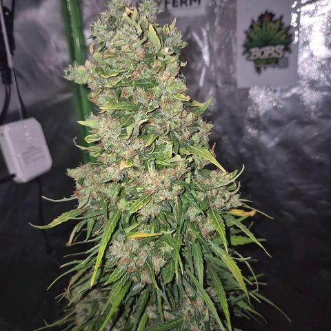 💚CHOCOLOPE 🍫 ☕️auto (56-63 BT) growlog timeline photo