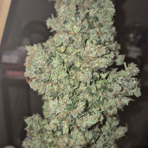 💚CHOCOLOPE 🍫 ☕️auto (56-63 BT) growlog timeline photo