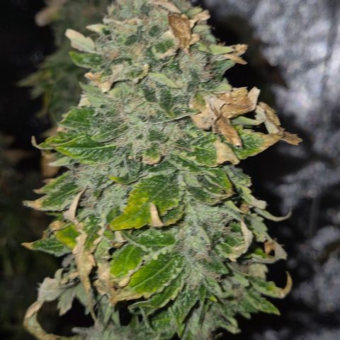 💚Bubba kush 🦝 (56-63 BT) growlog timeline photo