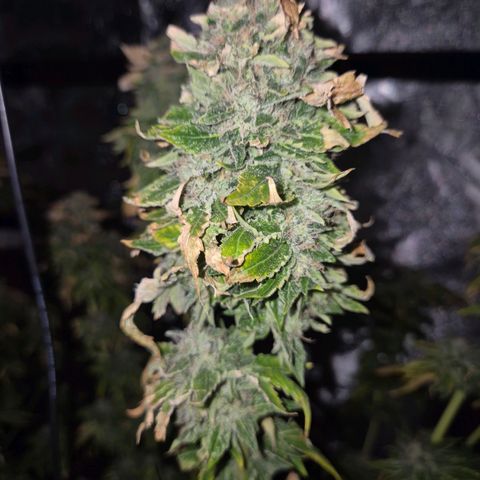 💚Bubba kush 🦝 (56-63 BT) growlog timeline photo