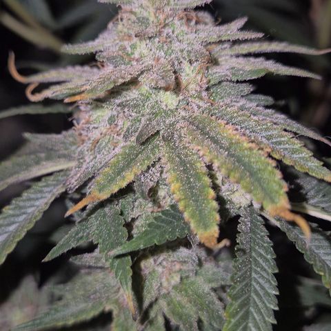 Mimosa evo stecki  🍊🍋🍍 (65-70bt) growlog timeline photo