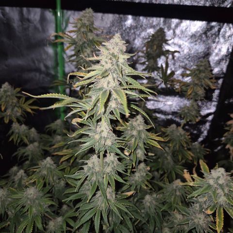 Tangerine dream 🌴 (60-65bt)  growlog timeline photo