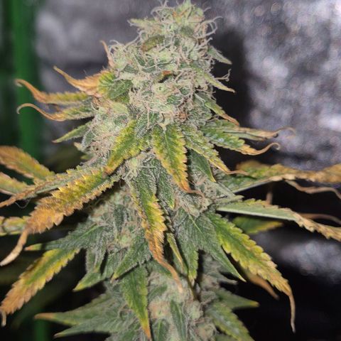 Tangerine dream 🌴 (60-65bt)  growlog timeline photo