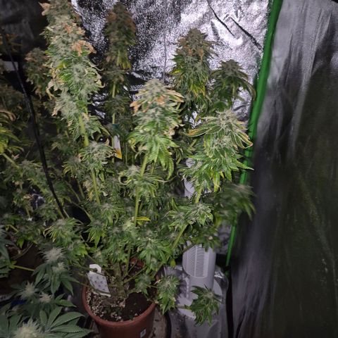 💚Bubba kush 🦝 (56-63 BT) growlog timeline photo