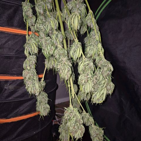 💚CHOCOLOPE 🍫 ☕️auto (56-63 BT) growlog timeline photo