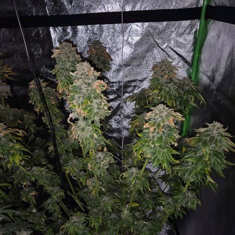 💚Bubba kush 🦝 (56-63 BT) growlog timeline photo