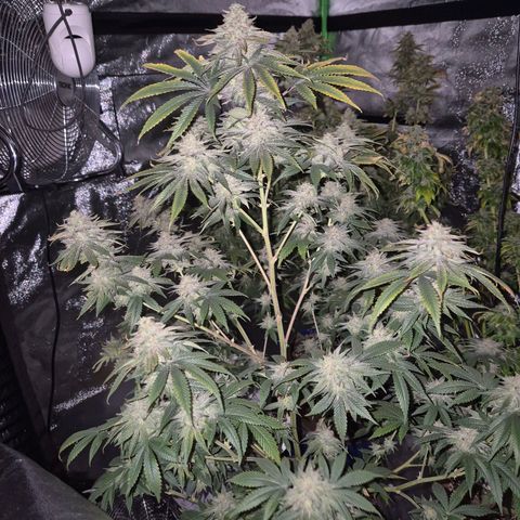 Mimosa evo stecki  🍊🍋🍍 (65-70bt) growlog timeline photo