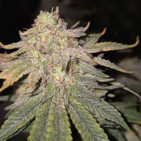 Mimosa evo stecki  🍊🍋🍍 (65-70bt) growlog timeline photo