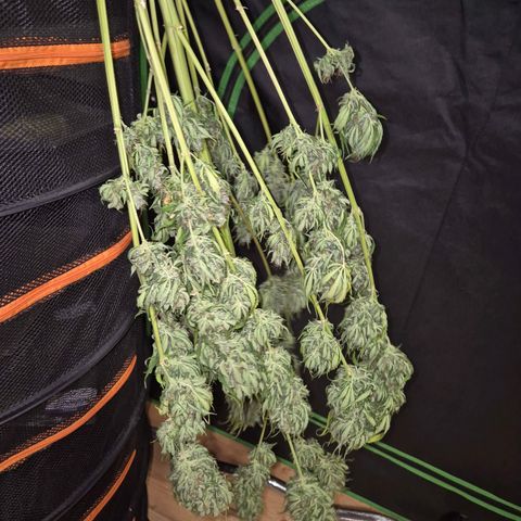 💚CHOCOLOPE 🍫 ☕️auto (56-63 BT) growlog timeline photo