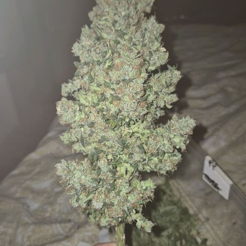 💚CHOCOLOPE 🍫 ☕️auto (56-63 BT) growlog timeline photo