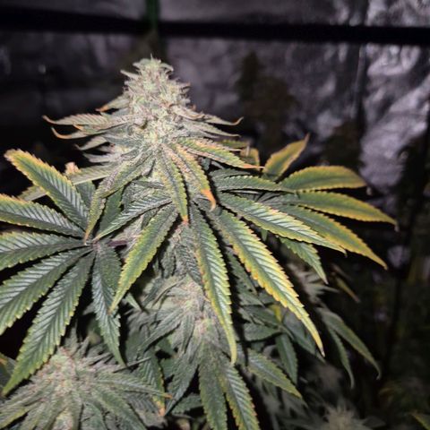 Mimosa evo stecki  🍊🍋🍍 (65-70bt) growlog timeline photo