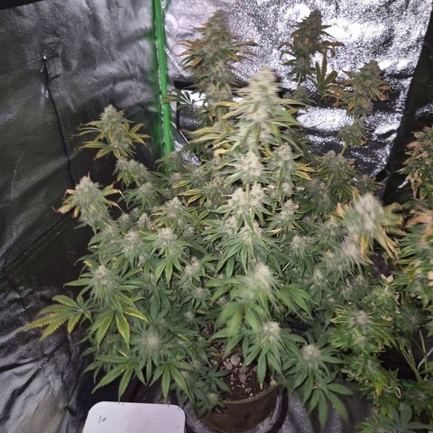 Tangerine dream 🌴 (60-65bt)  growlog timeline photo