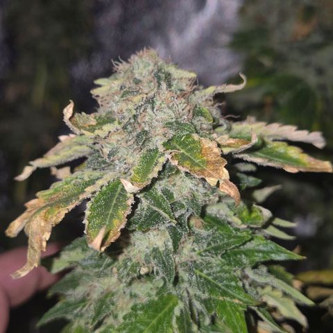 💚Bubba kush 🦝 (56-63 BT) growlog timeline photo