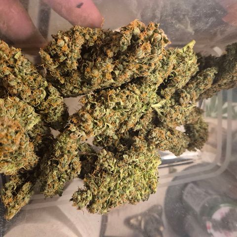 💚CHOCOLOPE 🍫 ☕️auto (56-63 BT) growlog timeline photo
