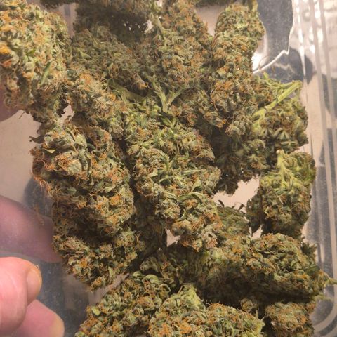 💚CHOCOLOPE 🍫 ☕️auto (56-63 BT) growlog timeline photo