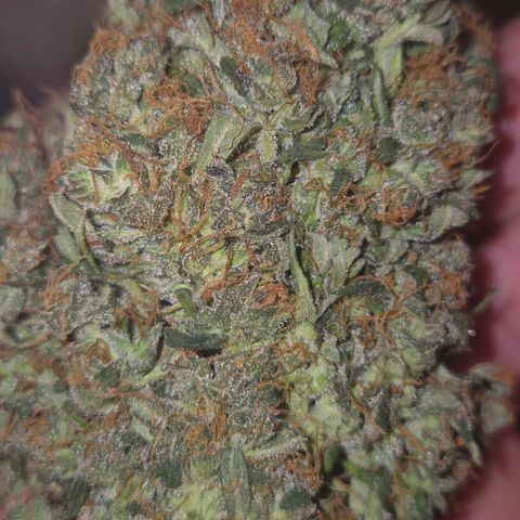 💚CHOCOLOPE 🍫 ☕️auto (56-63 BT) growlog timeline photo