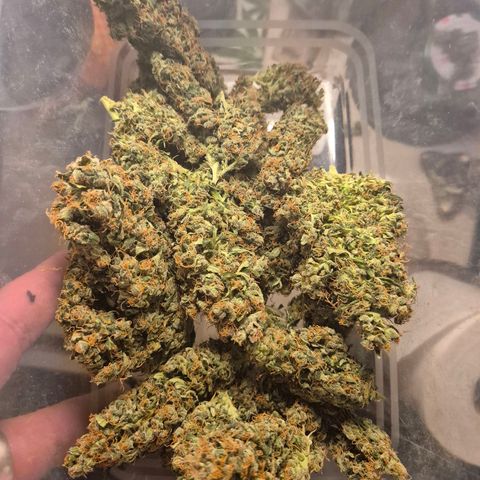 💚CHOCOLOPE 🍫 ☕️auto (56-63 BT) growlog timeline photo