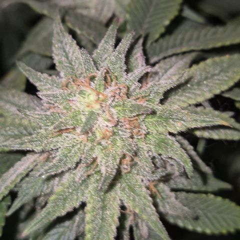 Mimosa evo stecki  🍊🍋🍍 (65-70bt) growlog timeline photo