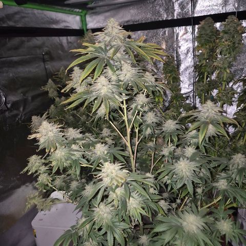 Mimosa evo stecki  🍊🍋🍍 (65-70bt) growlog timeline photo