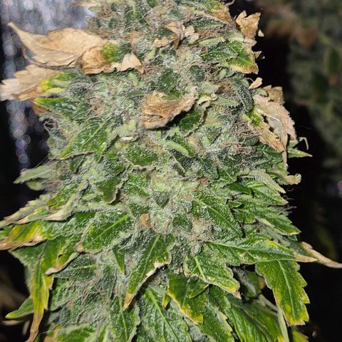 💚Bubba kush 🦝 (56-63 BT) growlog timeline photo