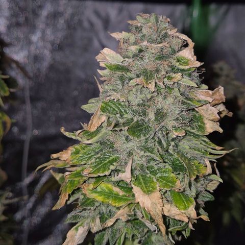 💚Bubba kush 🦝 (56-63 BT) growlog timeline photo