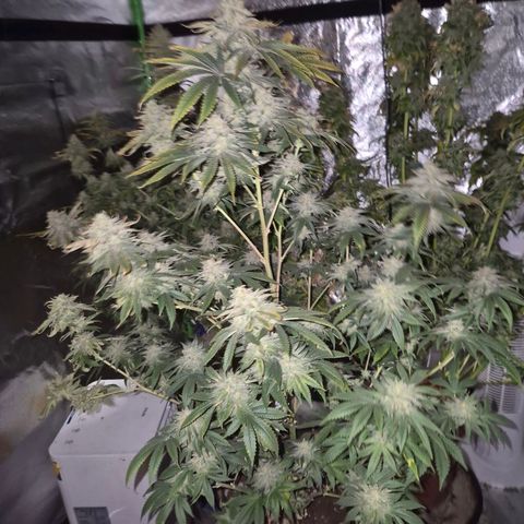 Mimosa evo stecki  🍊🍋🍍 (65-70bt) growlog timeline photo