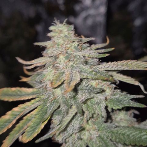 Mimosa evo stecki  🍊🍋🍍 (65-70bt) growlog timeline photo