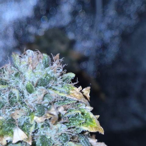 💚Bubba kush 🦝 (56-63 BT) growlog timeline photo