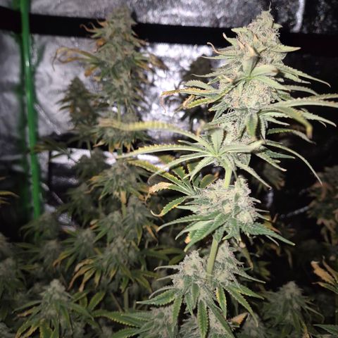 Tangerine dream 🌴 (60-65bt)  growlog timeline photo