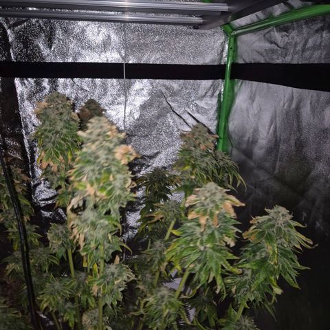 💚Bubba kush 🦝 (56-63 BT) growlog timeline photo