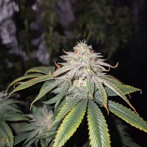Mimosa evo stecki  🍊🍋🍍 (65-70bt) growlog timeline photo