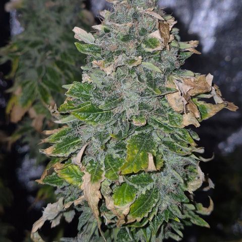 💚Bubba kush 🦝 (56-63 BT) growlog timeline photo