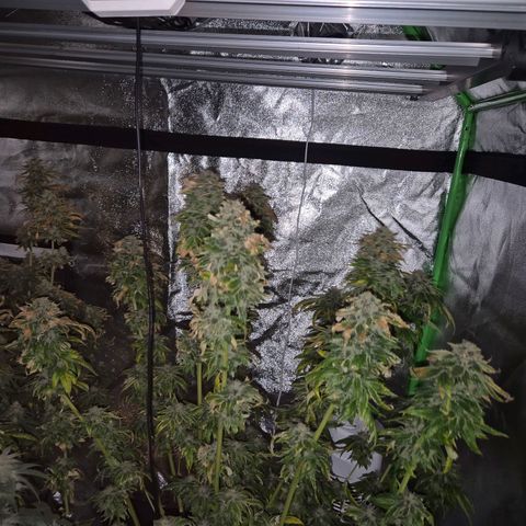 💚Bubba kush 🦝 (56-63 BT) growlog timeline photo