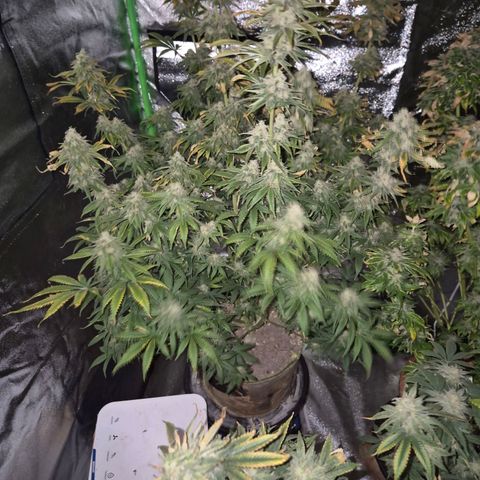 Tangerine dream 🌴 (60-65bt)  growlog timeline photo