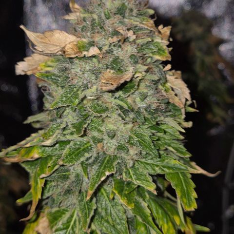 💚Bubba kush 🦝 (56-63 BT) growlog timeline photo