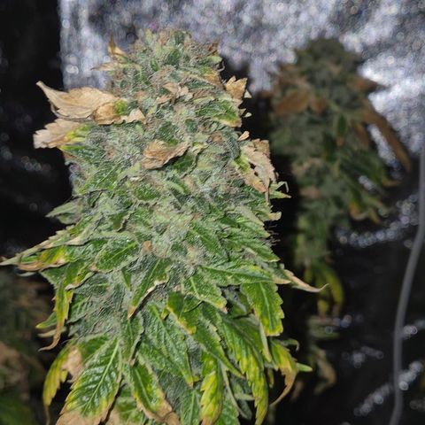 💚Bubba kush 🦝 (56-63 BT) growlog timeline photo