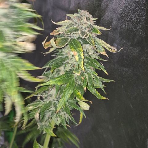 💚Bubba kush 🦝 (56-63 BT) growlog timeline photo